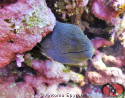 Capture this Moray Eel @ Red Sea , Small Brothers Island by Antonia Spyrou 